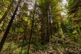 Fototapeta Perspektywa 3d - Redwood National Forest