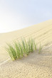 © John White/Stocksy - Dune grass on a sand dune.