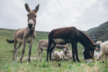 Donkeys Standing In A Field In The Lesotho Highlands