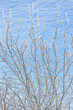 © HaiGala - Branches of a walnut tree in the white hoarfrost