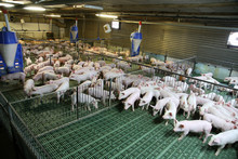 Industrial Pig Farm For Breeding Little Hogs
