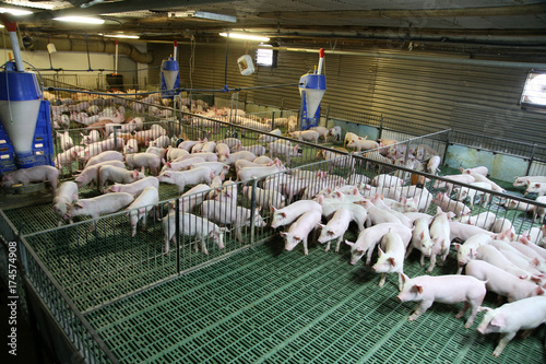 Fotografie, Obraz Industrial pig farm for breeding little hogs