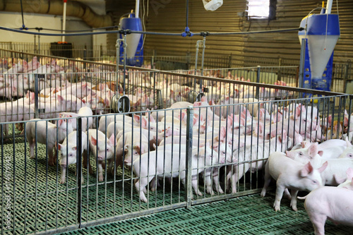 Obraz na plátně Industrial pig farm for breeding little hogs