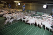 Industrial pig farm for breeding little hogs