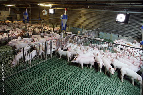 Fotografie, Obraz Industrial pig farm for breeding little hogs