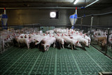 Fototapeta Zwierzęta - Young domestic breed piglets growing on modern animal farm