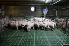 Young Domestic Breed Piglets Growing On Modern Animal Farm