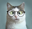 cute cat in myopia glasses squinting close up funny portrait on blue wall background