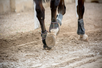 close up of horse hooves trotting