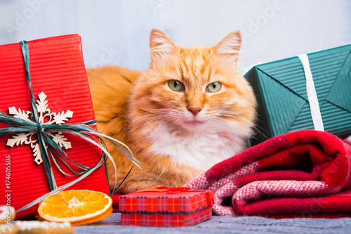 Zdjęcie XXL Śliczny owłosiony czerwony kot z Bożenarodzeniową dekoracją na trykotowej szkockiej kracie