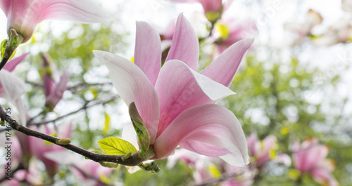 Zdjęcie XXL Tło z kwitnienie menchii magnolii kwiatami