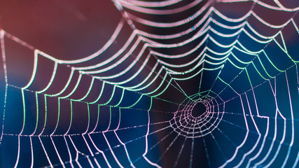 Wall Mural - Beautiful colorful web with dark blurred background in HD ratio 16x9. Dewy spider web as internet and technology danger concept. Small depth of sharpness.
