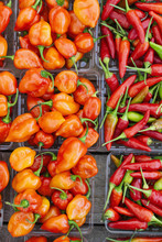 Habanero Peppers And Hot Chile Peppers