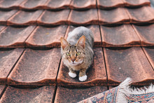 Cat Lying On A Roof