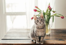 Kittens And Flowers Free Stock Photo - Public Domain Pictures