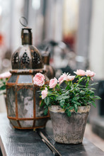 Vintage  Lantern And Pink Roses In Flowerpot