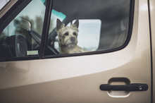 A Dog Gazes Out Of A Car Window