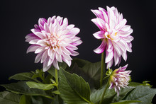 Bunch Of Dahlia On Black Background