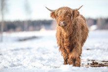 Highland Cattle In Winter