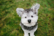 Miniature Terrier Poodle Dog On Grass