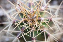 Close Up Of A Cactus Plant