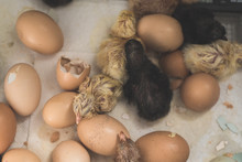 An Incubator With Baby Chicks And Hatching Eggs