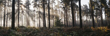 Sunlight burning through mist in a dense woodland. Thetford Forest, Norfolk, UK.