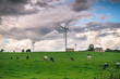 Wind turbines and cowes on a filed. Scotland, UK, Europe 