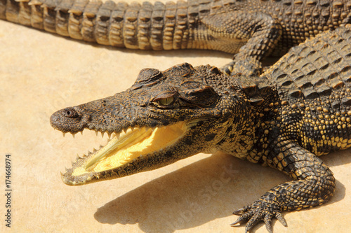 Zdjęcie XXL Zakończenie krokodyla głowa w gospodarstwie rolnym