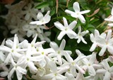 羽衣ジャスミンの花、ジャスミン、背景素材、クローズアップ