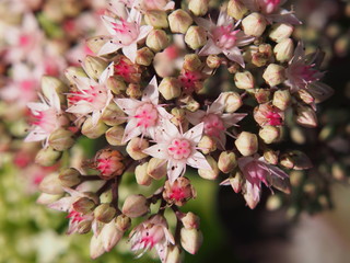 Wall Mural - Sedum telephium 'Matrona' (syn. Hylotelephium telephium) - orpine, stonecrop   