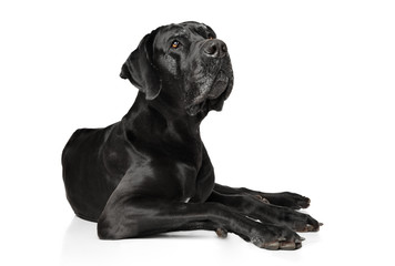 Wall Mural - Great Dane on white background