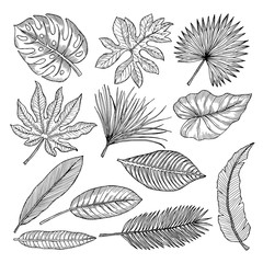Wall Mural - tropical leaves and plants. vector hand drawing pictures isolate