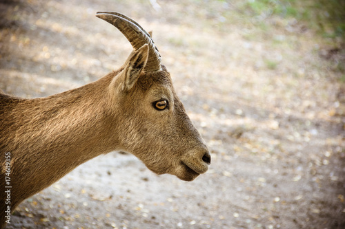 Plakat Halna kózka na naturalnym naturalnym tle. Portret kozy górskie w profilu