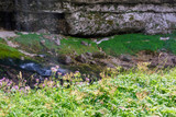 Fototapeta Sawanna - Dreamy waterfall and small emerald pond. Karst water. Fontanon of Goriuda. Friuli