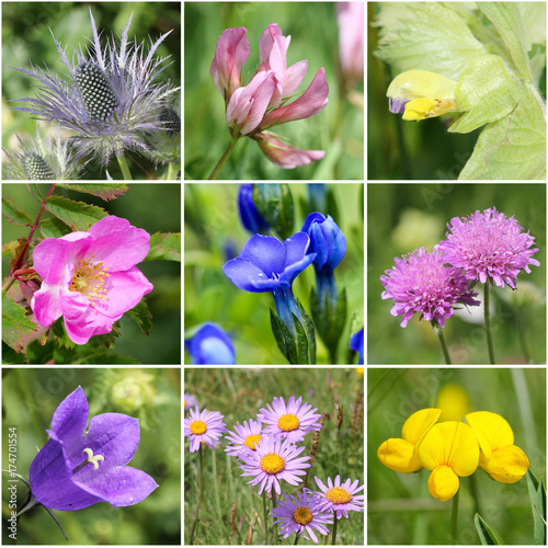 Alpine Flora Collage Ii From Top Left Alpine Sea Holly Trifolium Alpinum Yellow Rattle Rosa Pendulina Bladder Gentian Alpine Pink Mist Peach Leaved Bellflower ster Lotus Alpinus Buy This Stock Photo And Alpine Flora Collage Ii From Top Left Alpine Sea Holly Trifolium Alpinum Yellow Rattle Rosa Pendulina Bladder Gentian Alpine Pink Mist Peach Leaved Bellflower ster Lotus Alpinus Buy This Stock Photo And