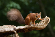 European Red Squirrel (sciurus Vulgaris) In Beautiful Natural Setting