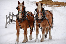 Two Clydesdale In Winter