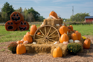 fall harvest display with pumpkins on the farm.