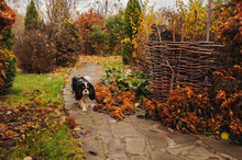 Walking In November Garden. Late Autumn View With Rustic Fence And Stone Pathway