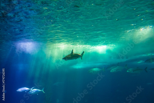 Zdjęcie XXL Tło podmorskiej sceny. Rekin i tropikalne ryby w ciemnoniebieskiej wodzie. Podwodne życie morskie. Skopiuj miejsce.