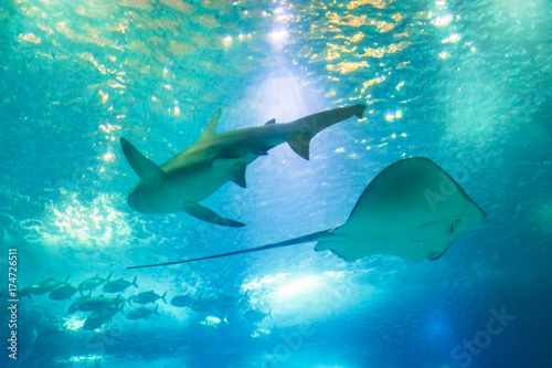 Fototapeta Widok z dołu Big Shark i Sting Ray lub Myliobatis Aquila, pływanie pod błękitnym oceanem. Podwodne niebieskie tło. Podwodne życie morskie.