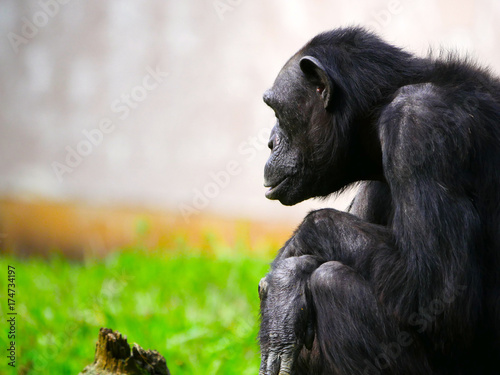 Plakat szympans