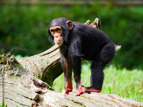 Zdjęcie XXL szympans