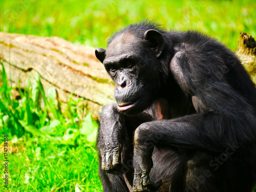 Plakat szympans