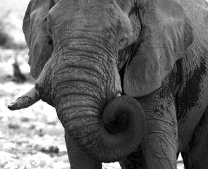 Wall Mural - close up Black & white elephant with trunk curled