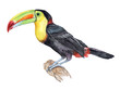 Bird of a rainbow toucan isolated on white background. Watercolor. Illustration. Template