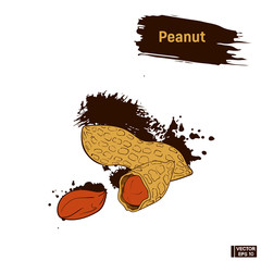 Wall Mural - Colored sketch of peanuts.