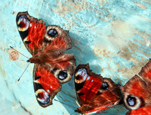 Butterflies Of Peacock Eye Sitting On A Wooden Blue Painted Surface In The Rays And The Glare