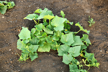 Sticker - Cucumber growing in garden on sunny day